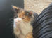 Beautiful kittens