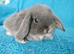 Selection of mini lop babies available