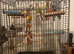 Female conure