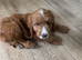 Female cockapoo