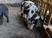 3 male kunu kunu free ti good home there over a year old