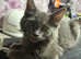 Wanted well socialised pedigree male maincoon