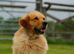 KC HEALTH TESTED GOLDEN RETRIEVERS