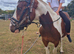 5 year old CHAPS registered tb x wb mare