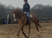 Outstanding Gelding