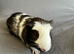 Two baby boy brother guinea pigs