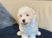 Maltese puppies