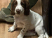 Beautiful working English springer pups for sale