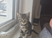 5 Stunning Kittens for sale!!!