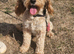 2 years old cockerpoo jess