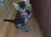 Beautiful kittens