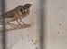 finches
