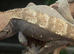 Females crested geckos and exo terra