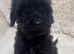 CAVAPOO'S