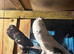 2 pairs  of pouter pigeons