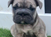 BIG ROPE FRENCHIES