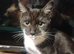 3 adult cats and 3 kittens for rehoming