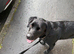 URGENT- 3 year old lab