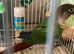Green conures