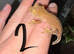 Flame with a partial pinstripe Crested gecko