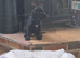 Cocker spaniel pups ready now quick sale