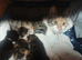Female Calico kitten. (STEVENAGE)