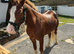Section c gelding