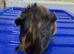 Baby guniea pigs ready to be reserved