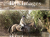 16.2 Bay mare