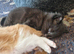 Beautiful Kittens