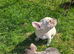 French Bulldog puppies