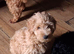 Beautiful Cockerpoo X Poodle puppies