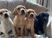 Stunning kc registered Labrador puppies