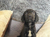 Cocker spaniel puppies