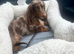 long haired miniature dachshund girl