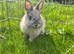 2 female & 1 male Netherland dwarf