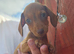 Minature Dachshunds READY TO RESERVE