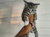 Kittes maine coon mix