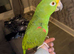Semi tame double yellow headed Amazon parrot.