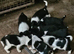 Border collies