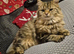 Doll faced persian cross bengal