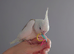Hand reared silly tame DNA sexed baby cockatiels
