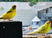 Young pair of Kakariki