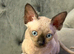 Sphynx Canadian kittens 3 makes ready ti leave now