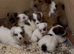 Jack Russell puppies