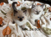 Gorgeous ragdolls kittens for sale