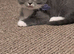 Main coon/ tabby