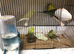 Baby Budgies