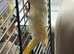 Dilute baby budgie