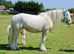 14.2 6yr old cremello cob mare